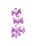 Bouquet of beautiful violet orchid flowers isolated on white background, mobile photo