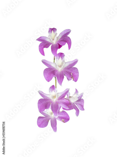 Fototapeta Naklejka Na Ścianę i Meble -  Bouquet of beautiful violet orchid flowers isolated on white background, mobile photo