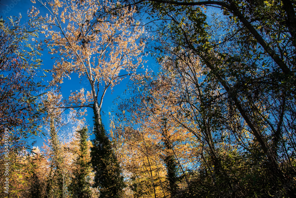 Autumn foliage