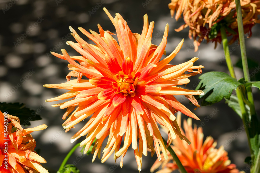 Dahlia flower. Beautiful colorful Dahlia flower close up. Dahlia flower. Beautiful colorful Dahlia flower close up.