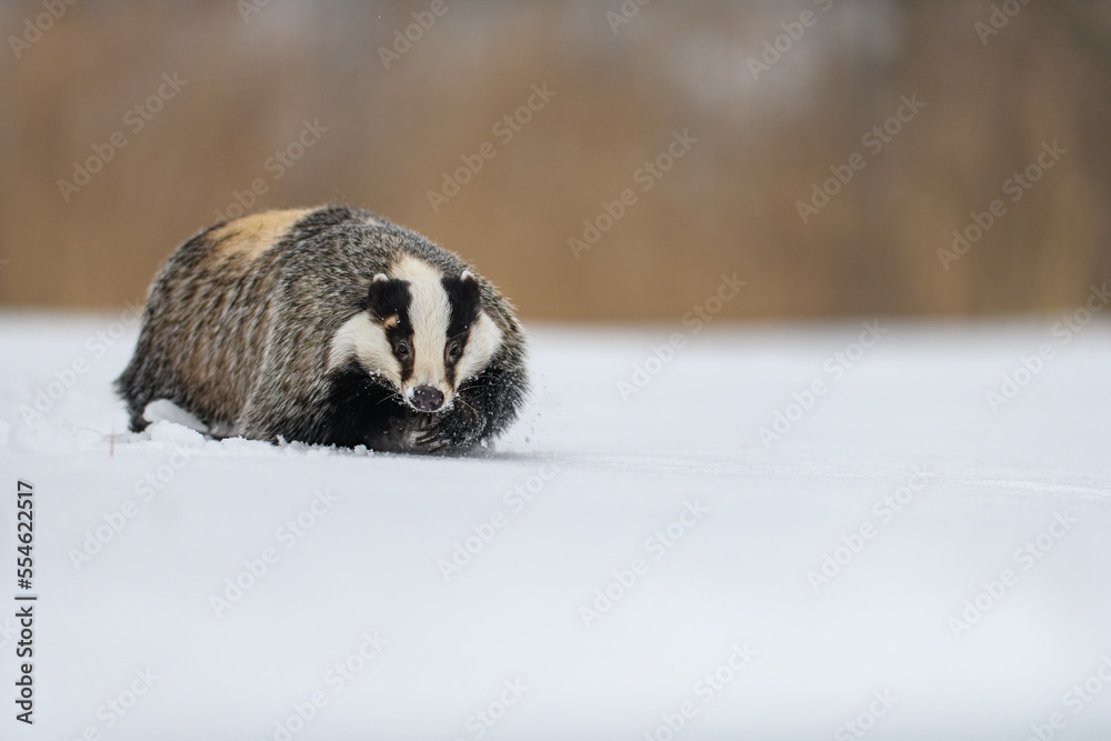 Obraz premium The European badger (Meles meles) in a snowy landscape near a forest in winter. Facing the camera.
