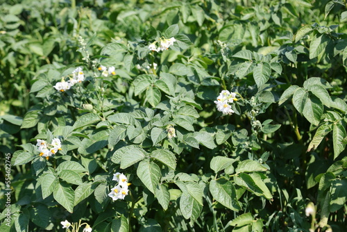 flower and leaves of potato plants grown in the mountains