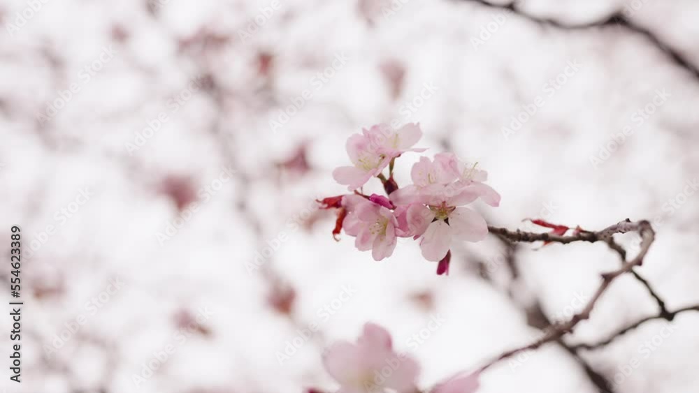 Slow motion background of pink cherry blossom