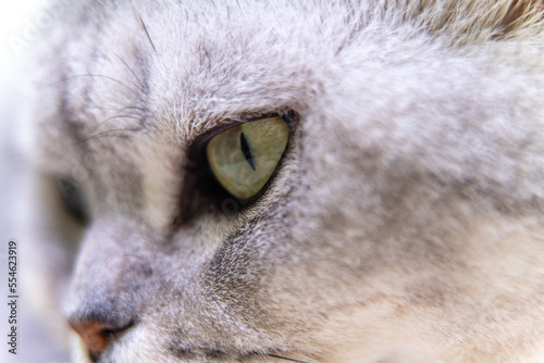 Cat's eye. Close up on a green cat's eye
