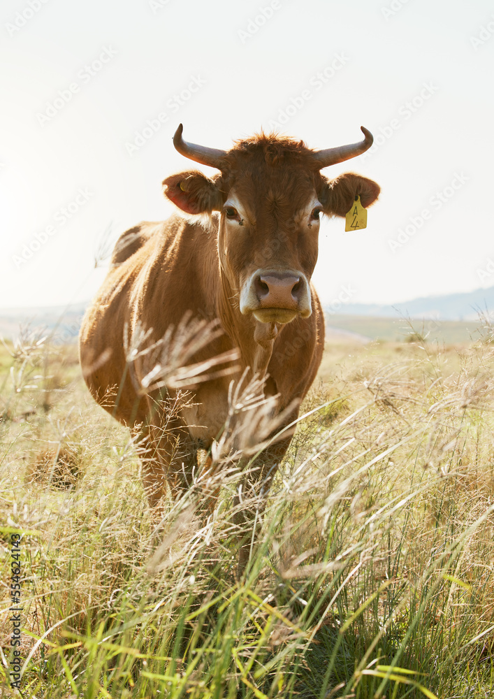 Agriculture, farm and portrait of a cow in countryside for farming, dairy and milk production, calm and content. Sustainable farming, cattle and animal in field for sustainability and meat industry Agriculture, farm and portrait of a cow in countryside for farming, dairy and milk production, calm and content. Sustainable farming, cattle and animal in field for sustainability and meat industry