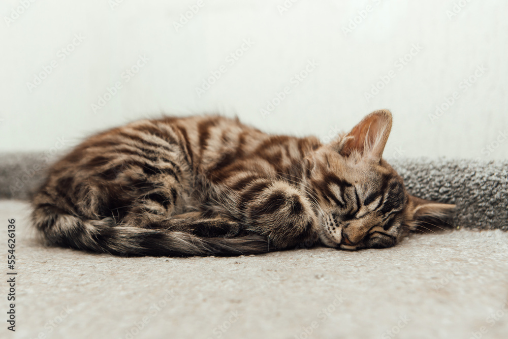 Cute bengal kitten sleeping on a soft cat's shelf of a cat's house ...