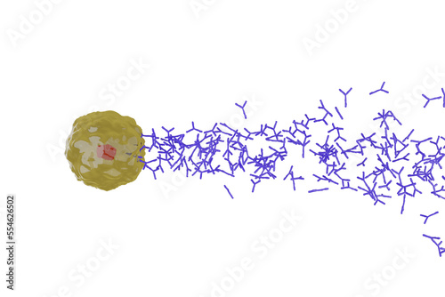 抗体を産生する形質細胞のイメージ photo