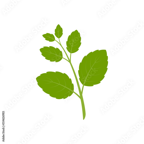 Lemon balm, melissa. Green leaves isolated on white background. Vector illustration.	