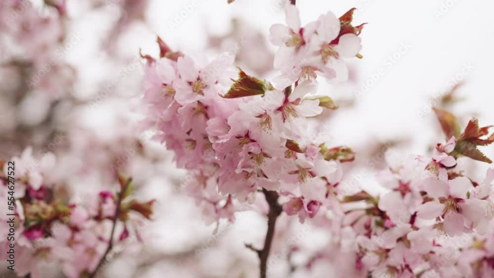 Slow motion background of pink cherry blossom Slow motion background of pink cherry blossom