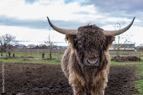 Photography A closeup shot of domestic yak standing on muddy field and looking at camera