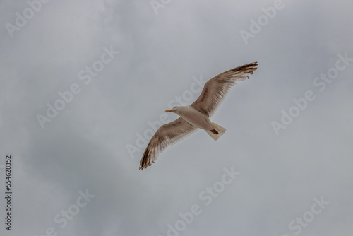 A closeup shot of a European herring gull flying with its wing spread, with cloudy sky in the background