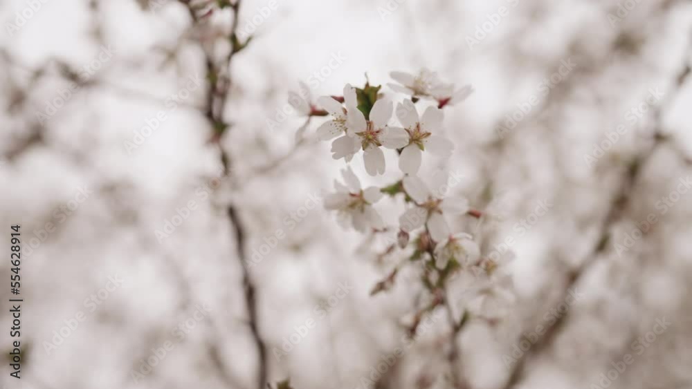Slow motion background of white cherry blossom
