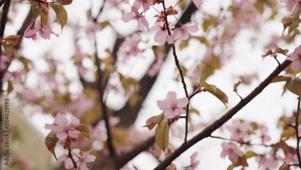 Slow motion background of pink cherry blossom Slow motion background of pink cherry blossom