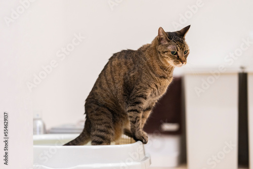 トイレ中のキジトラ猫