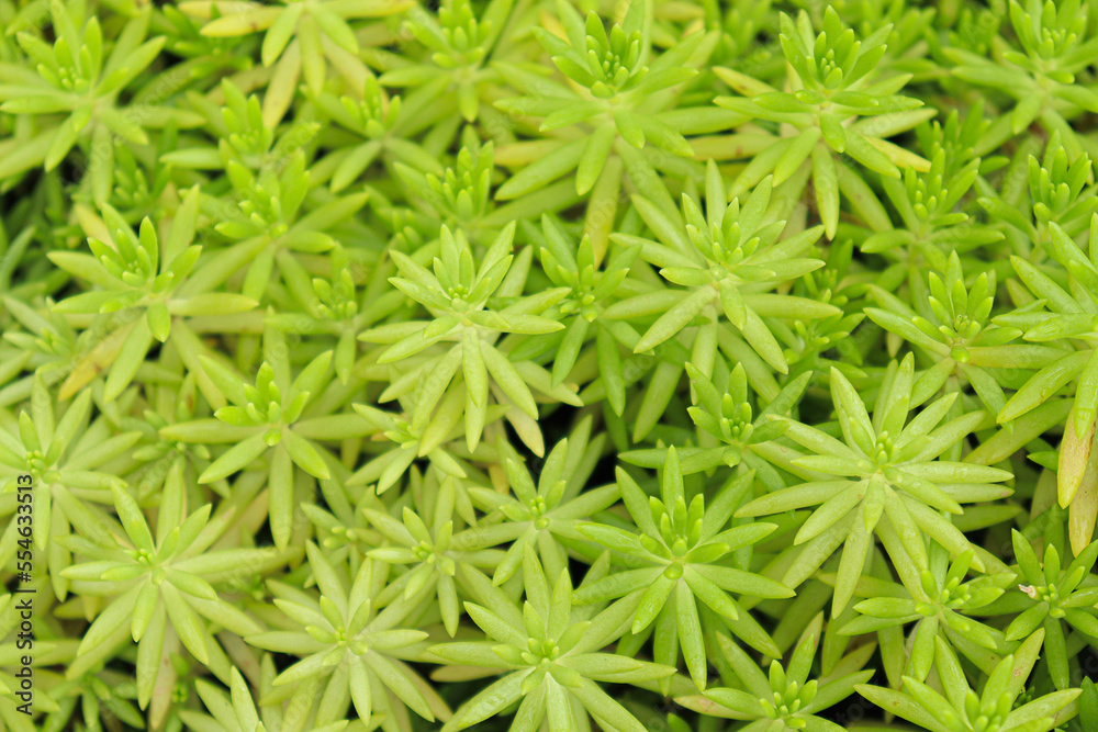sedum lineare tree stock on farm sedum lineare tree stock on farm