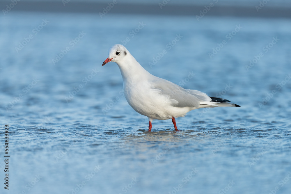 Black-headed gull looking for food at the baltic sea coast Black-headed gull looking for food at the baltic sea coast