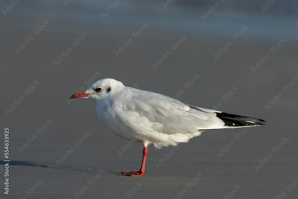 Black-headed gull looking for food at the baltic sea coast