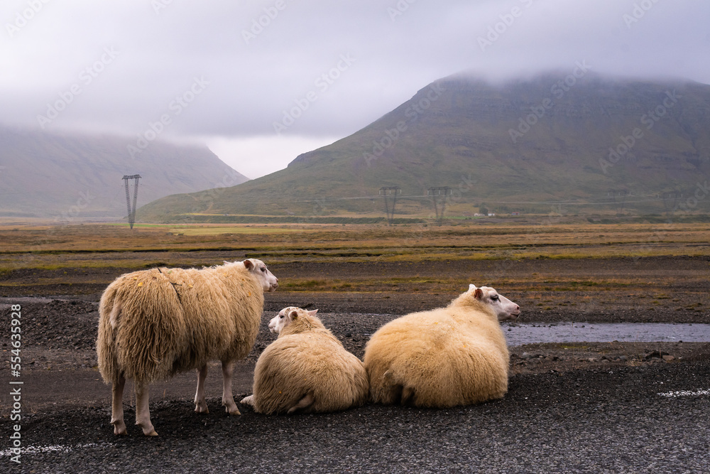 Obraz premium Landscape of the East Fjords (Iceland)
