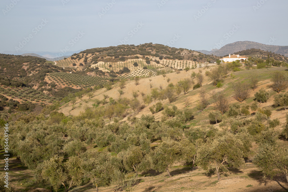 Olive Trees in Sierra Magina National Park, Jaen, Spain