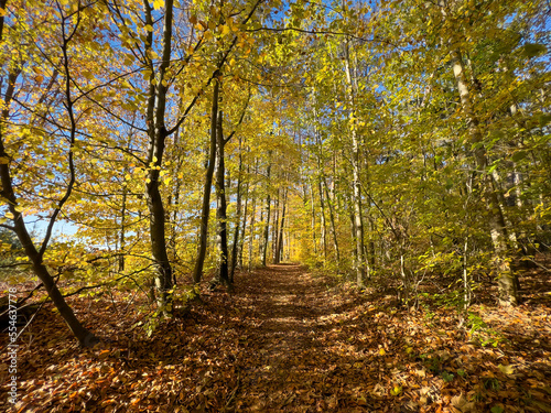 Mystic Bavarian Autumn forest path to be alone and think about issues of life