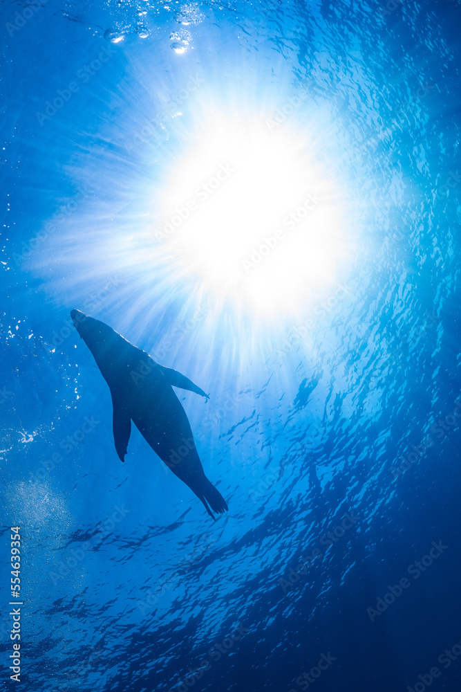 Fototapeta premium young sea lion playing with a scuba diver in La Paz Baja California