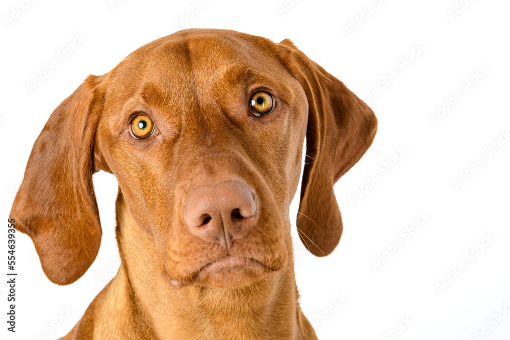 Cute hungarian vizsla dog front view studio portrait. Dog looking at camera headshot isolated over white background.