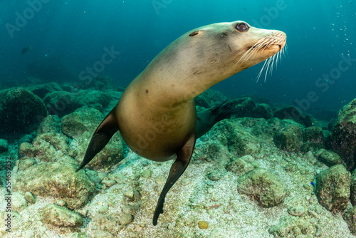 young sea lion playing with a scuba diver in La Paz Baja California © Subphoto