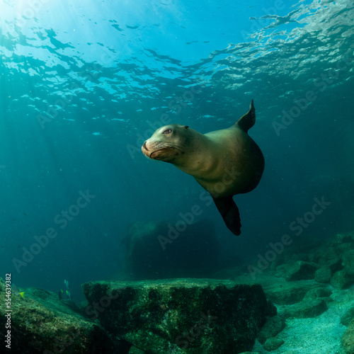 young sea lion playing with a scuba diver in La Paz Baja California © Subphoto