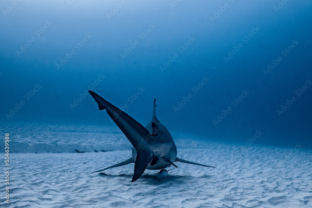 Fototapeta premium bull shark encounter at Playa Del Carmen in Mexico