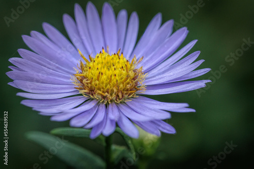Closeup on a blue to purple blossoming Aster flower