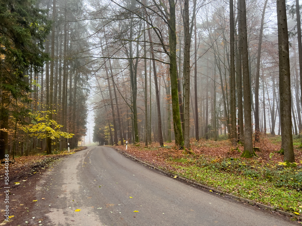 Mystic Bavarian Autumn forest path to be alone and think about issues of life Mystic Bavarian Autumn forest path to be alone and think about issues of life