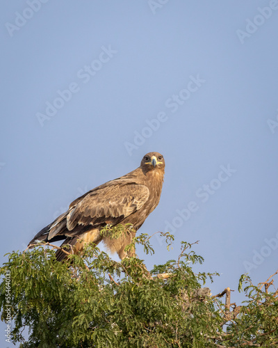 Steppe eagle or Aquila nipalensis closeup perched on tree in natural blue sky background during winter migration at jorbeer conservation reserve bikaner rajasthan india asia