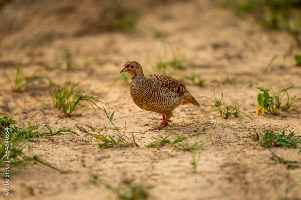 grey francolin or grey partridge or Francolinus pondicerianus closeup or portrait in forest or national park of india asia grey francolin or grey partridge or Francolinus pondicerianus closeup or portrait in forest or national park of india asia