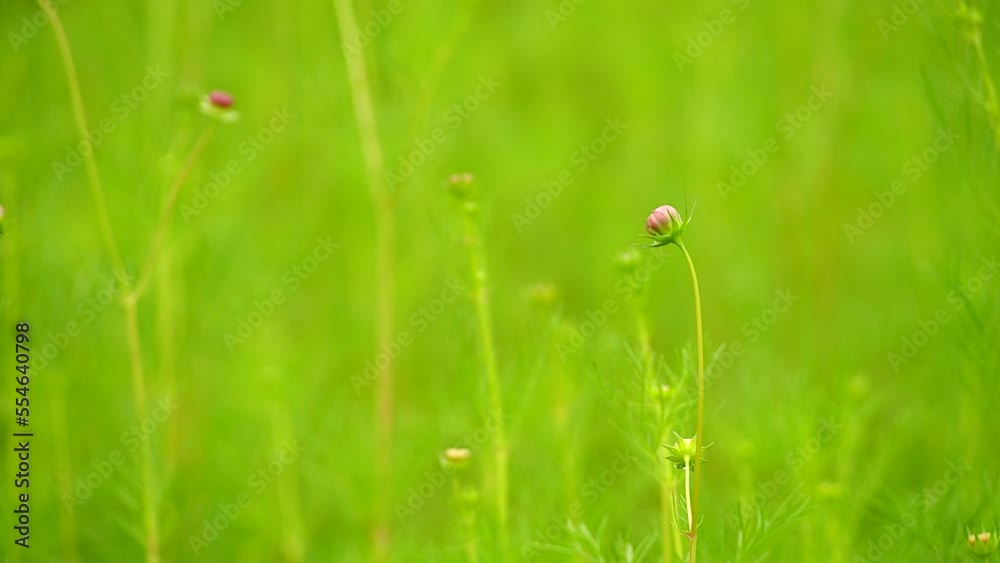 Beautiful cosmos flower in the field, outdoor Chiangmai Thailand Beautiful cosmos flower in the field, outdoor Chiangmai Thailand