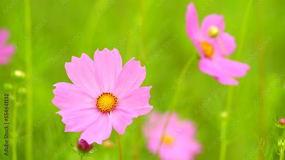 Beautiful cosmos flower in the field, outdoor Chiangmai Thailand Beautiful cosmos flower in the field, outdoor Chiangmai Thailand