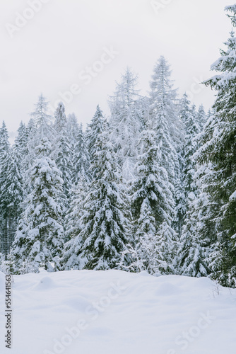 snow covered trees © TomKlar