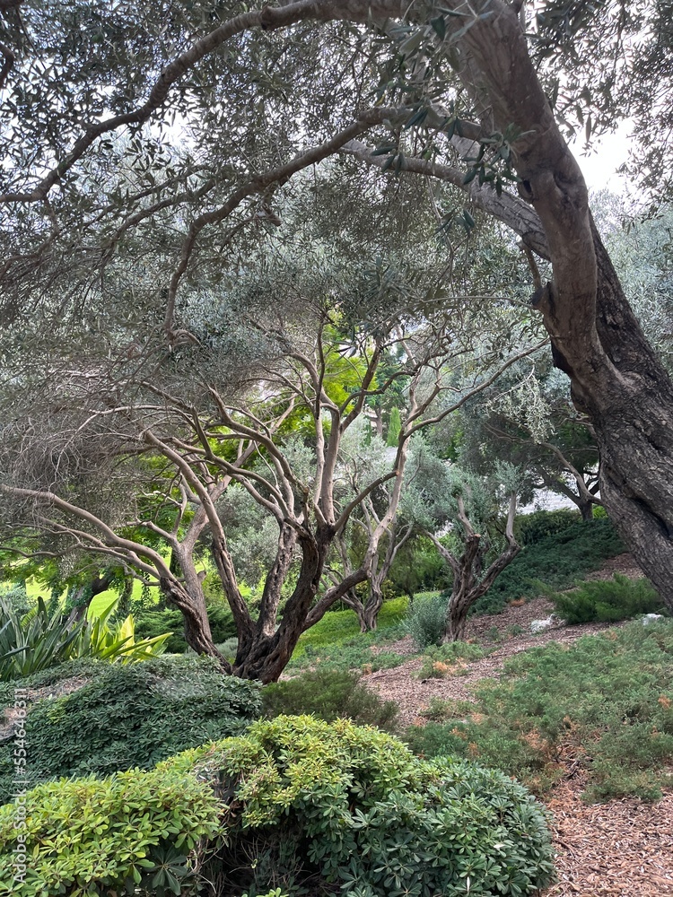 Fototapeta premium tree in the park