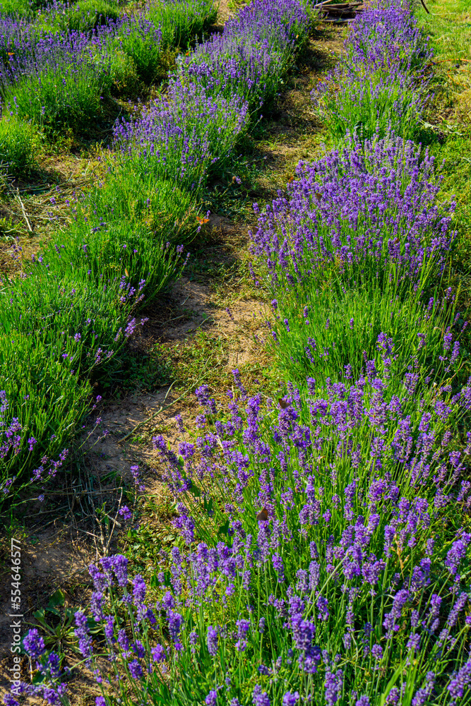 Obraz premium Lavender plants in the garden