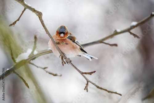 Buchfink, Common Chaffinch, Fringilla coelebs, sitzt im Winter auf einem Zweig © Ingo Bartussek