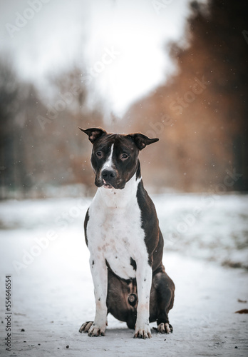 american staffordshire terrier dog posing otside in the winter park. 