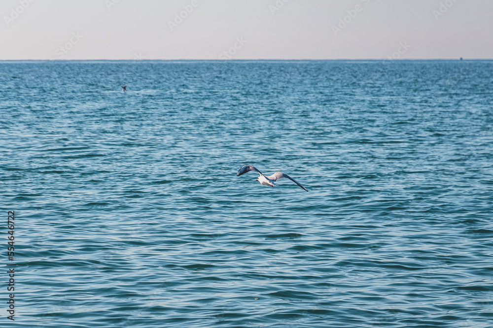 A seagull in the sea. Seabird over the Black Sea. A seagull flying over the sea on a sunny day. Mediterranean seagull (Latin Larus michahellis) in flight over the waves of the Black Sea.