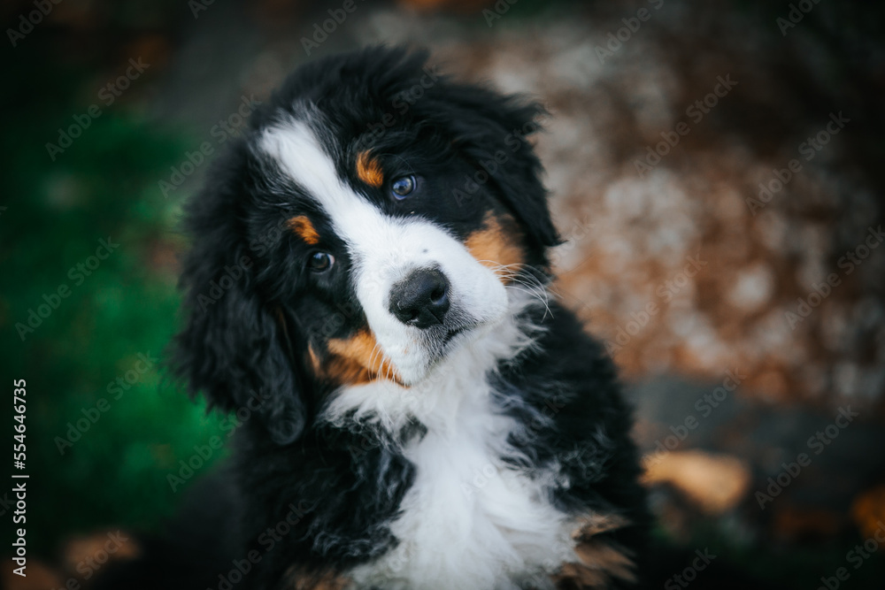 Bernese mountain dog puppy in green background.
Bernese mountain dog puppy in green background.