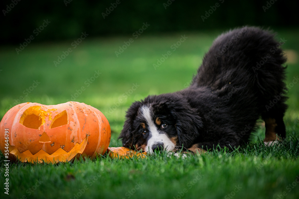 Bernese mountain dog puppies posing with halloween pumpkin
Bernese mountain dog puppies posing with halloween pumpkin