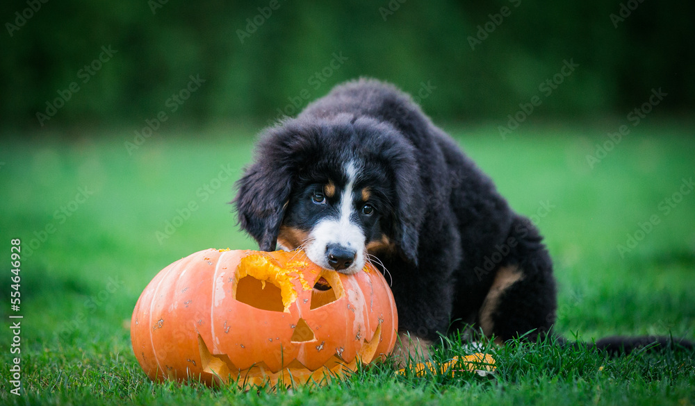 Bernese mountain dog puppies posing with halloween pumpkin	
