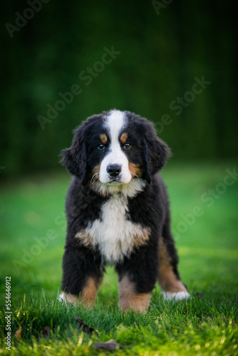 Bernese mountain dog puppy in green background. 