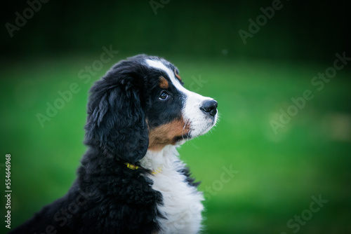 Fototapeta Naklejka Na Ścianę i Meble -  Bernese mountain dog puppy in green background.	

