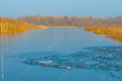 Fototapeta Naklejka Na Ścianę i Meble -  Reed along the edge of a frozen lake under a blue sky in sunlight at sunrise in winter, Almere, Flevoland, The Netherlands, December, 2022