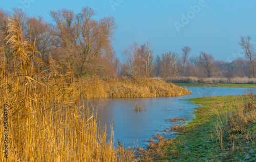 Reed along the edge of a frozen lake under a blue sky in sunlight at sunrise in winter  Almere  Flevoland  The Netherlands  December  2022