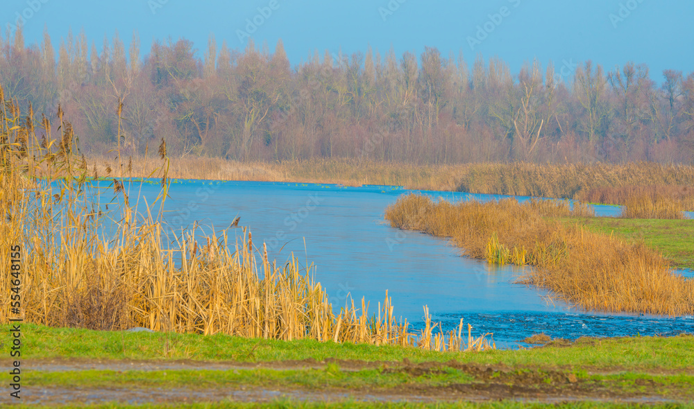 Reed along the edge of a frozen lake under a blue sky in sunlight at sunrise in winter, Almere, Flevoland, The Netherlands, December, 2022 Reed along the edge of a frozen lake under a blue sky in sunlight at sunrise in winter, Almere, Flevoland, The Netherlands, December, 2022