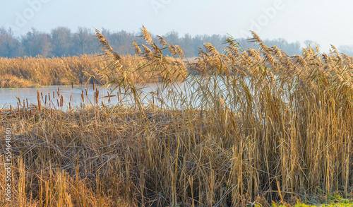 Reed along the edge of a frozen lake under a blue sky in sunlight at sunrise in winter, Almere, Flevoland, The Netherlands, December, 2022